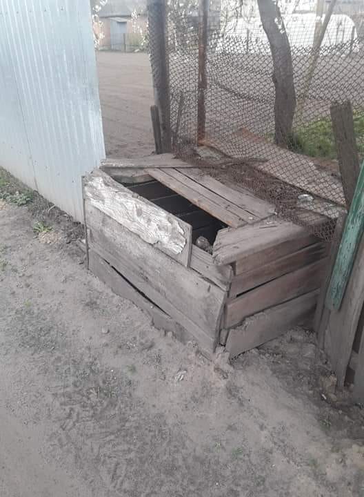 колодязь, кіт